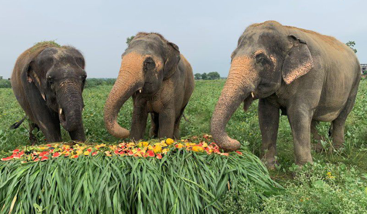 Elephants in India enjoy fruit feast ahead of own world day